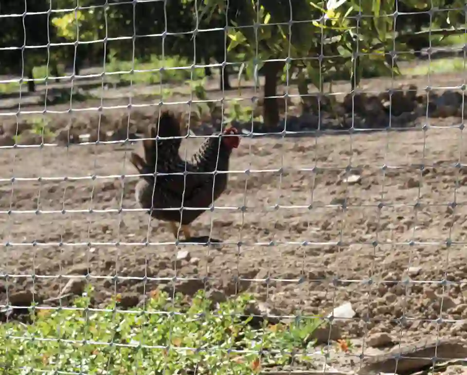 Malla Avicola Avinet 1 x 200 m Negro Nortene 2 Avinet Nortene