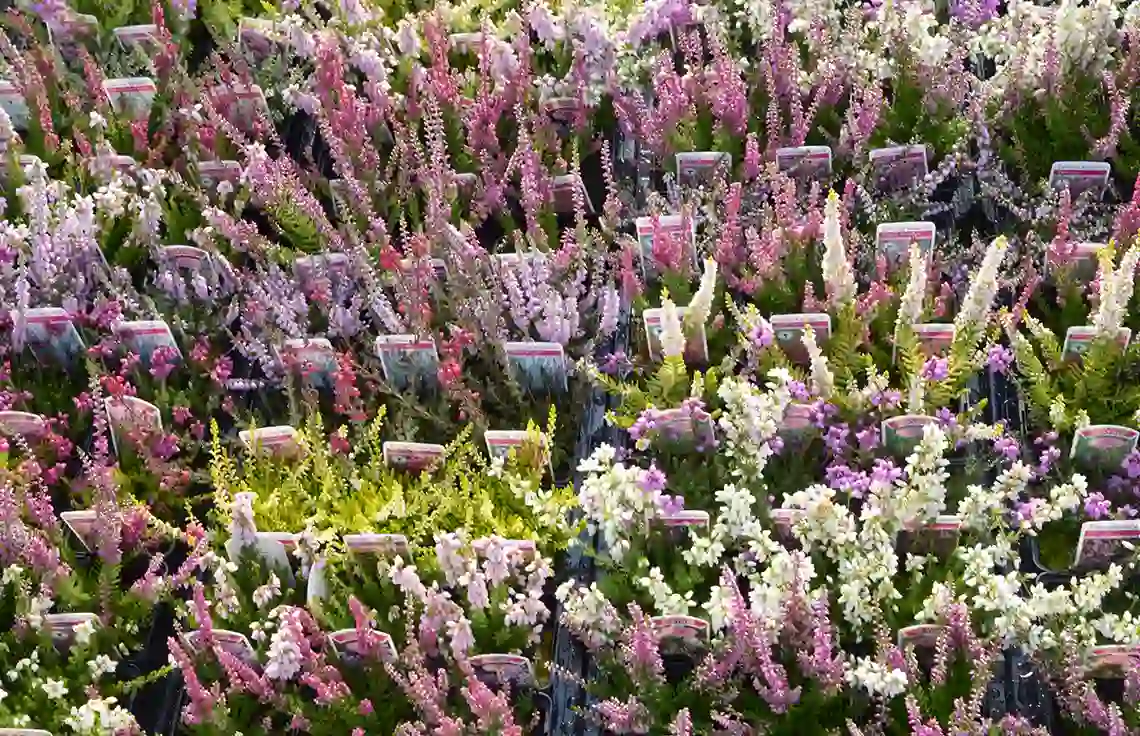 Brezo Flores