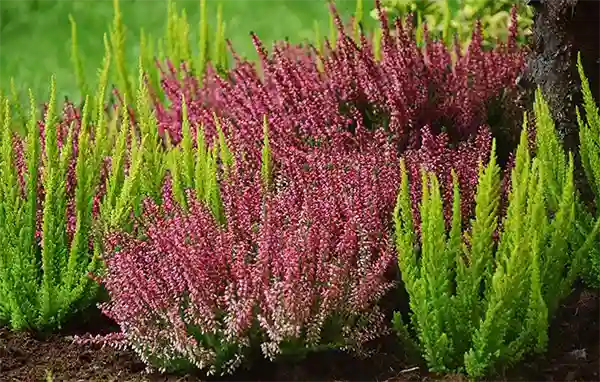 Brezo Planta