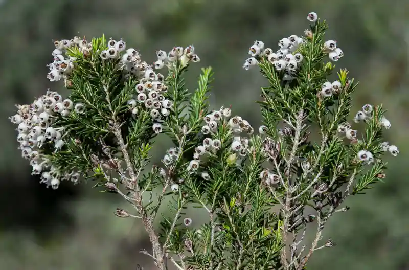 Brezo árbol