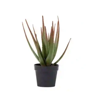 Cactus Aloe 81 cm 860x860