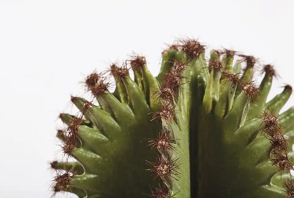 Cactus Artificial Euphorbia Suzannae 57,5 cm 3 Cactus Artificial Euphorbia S 57,5 cm detalle