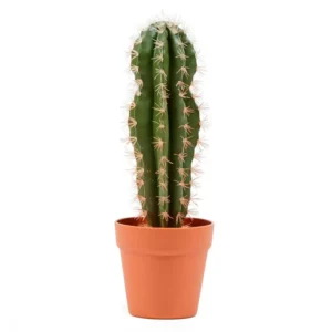 Cactus Stetsonya 64cm 860x860