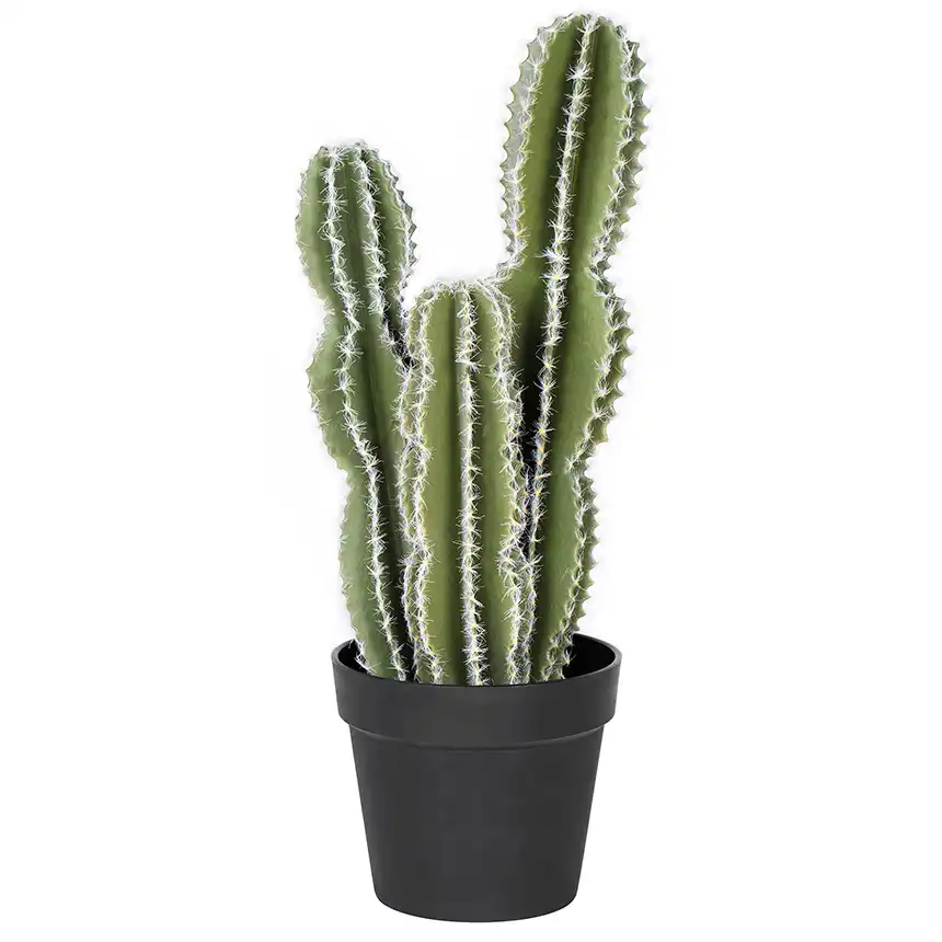 Cactus Castillo de Hadas 62 cm 1 Cactus castillo de Hadas 62 cm 860x860