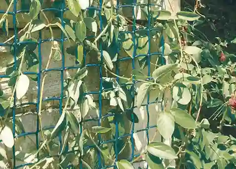 Malla Plástica Climbanet Verde 1 x 25 m Nortene 1 Climbanet verde Nortene