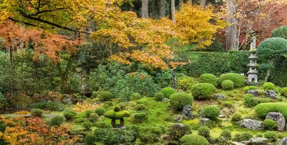 Cómo utilizar musgo en diseños de jardines