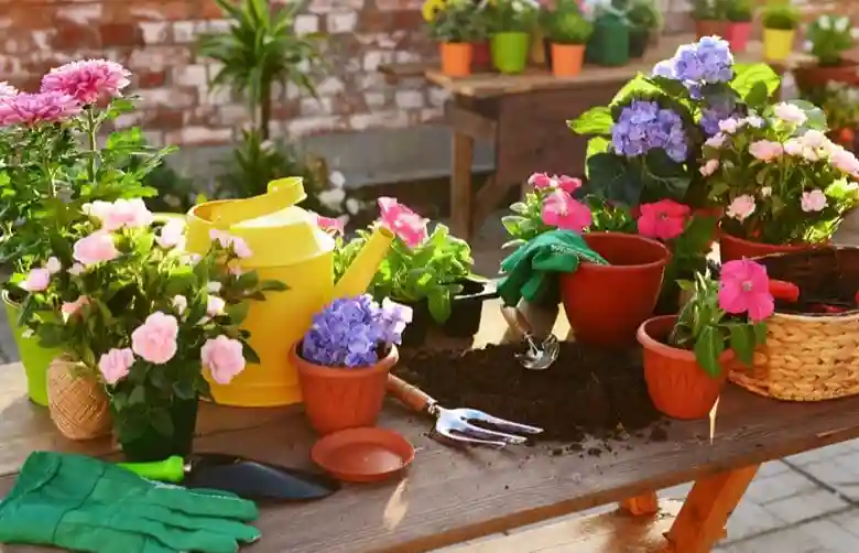 Decoración terrazas con plantas