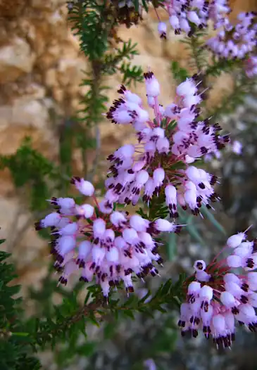 Erica Multiflora