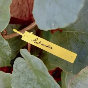 Etiqueta tree label Nortene
