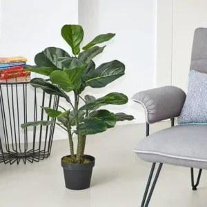 Ficus Lyrata 90 cm 860x860