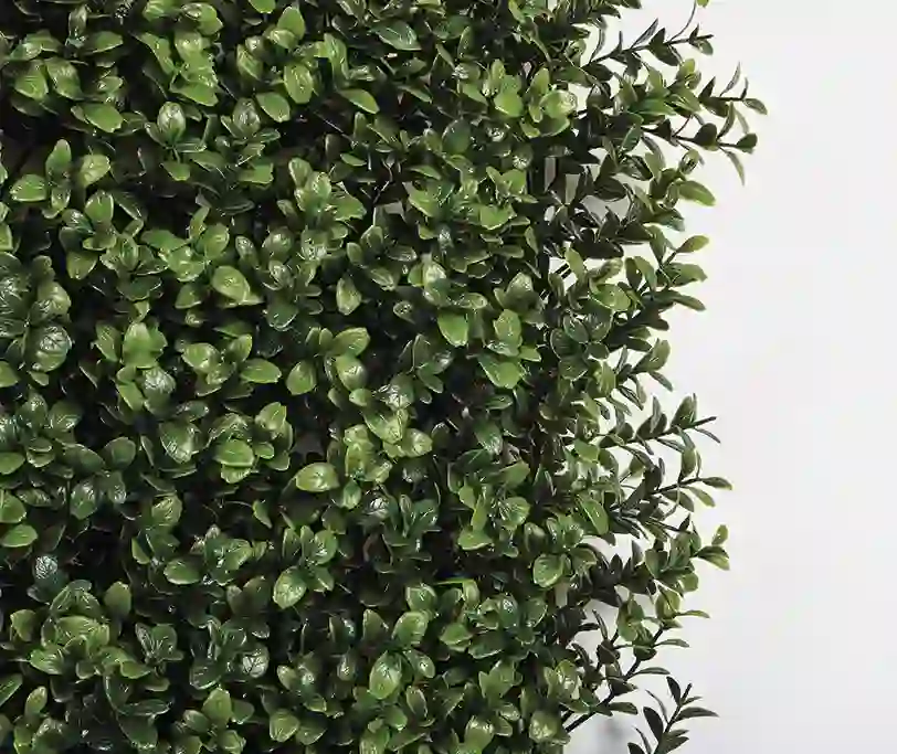 Jardin Vertical Boj 100 x 100 cm 4 Jardin Vertical Buxus Nortene