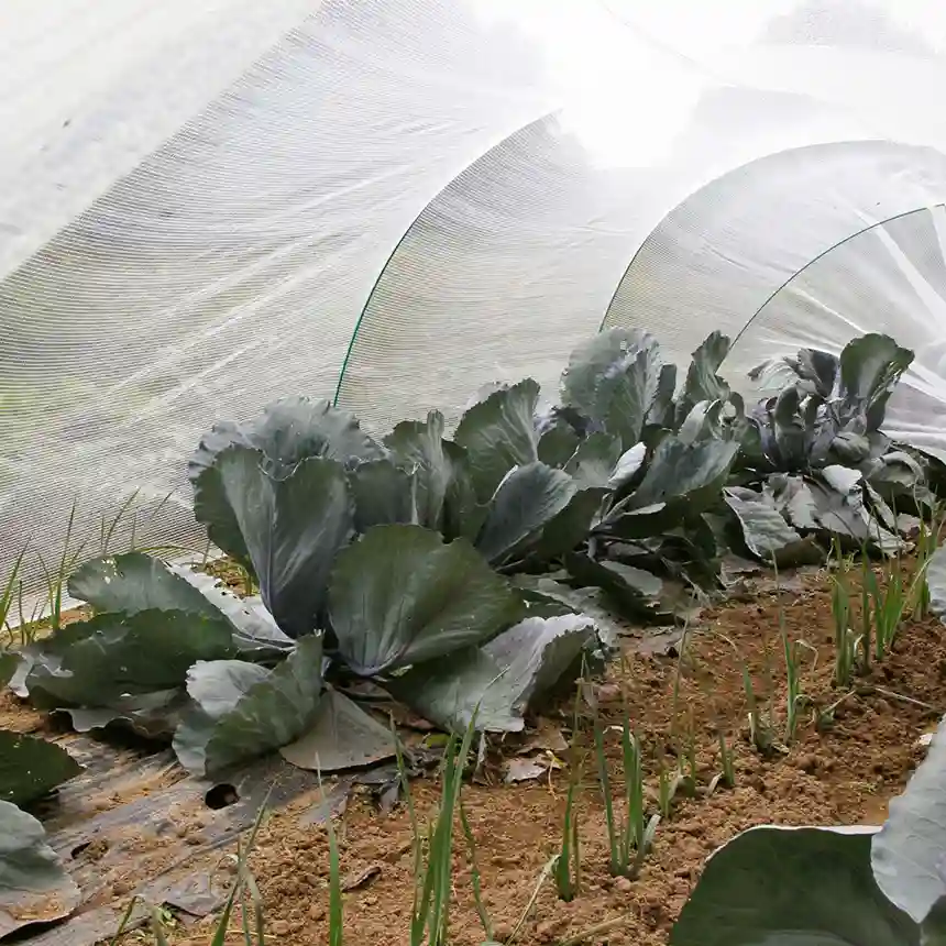 Malla Protectora Antigranizo y Anti Insectos PROTEC 4x6 m 1 Malla antigranizo Protec Catral Garden