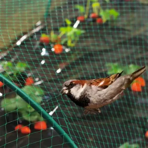 Malla antipájarod Birdnet