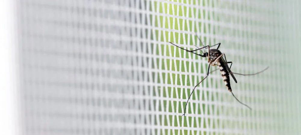 Mosquiteras baratas