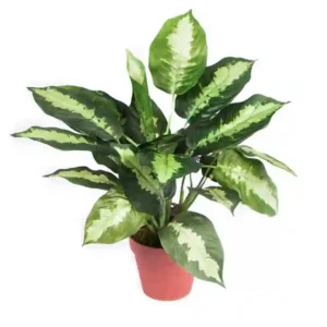 Planta artificial Calatea 49 cm 860x860