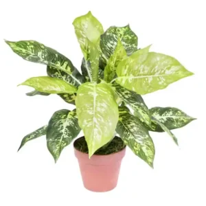 Planta artificial Calatea Luisae 49 cm