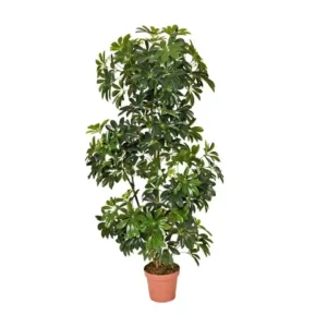 Planta artificial Cheflera 145 cm