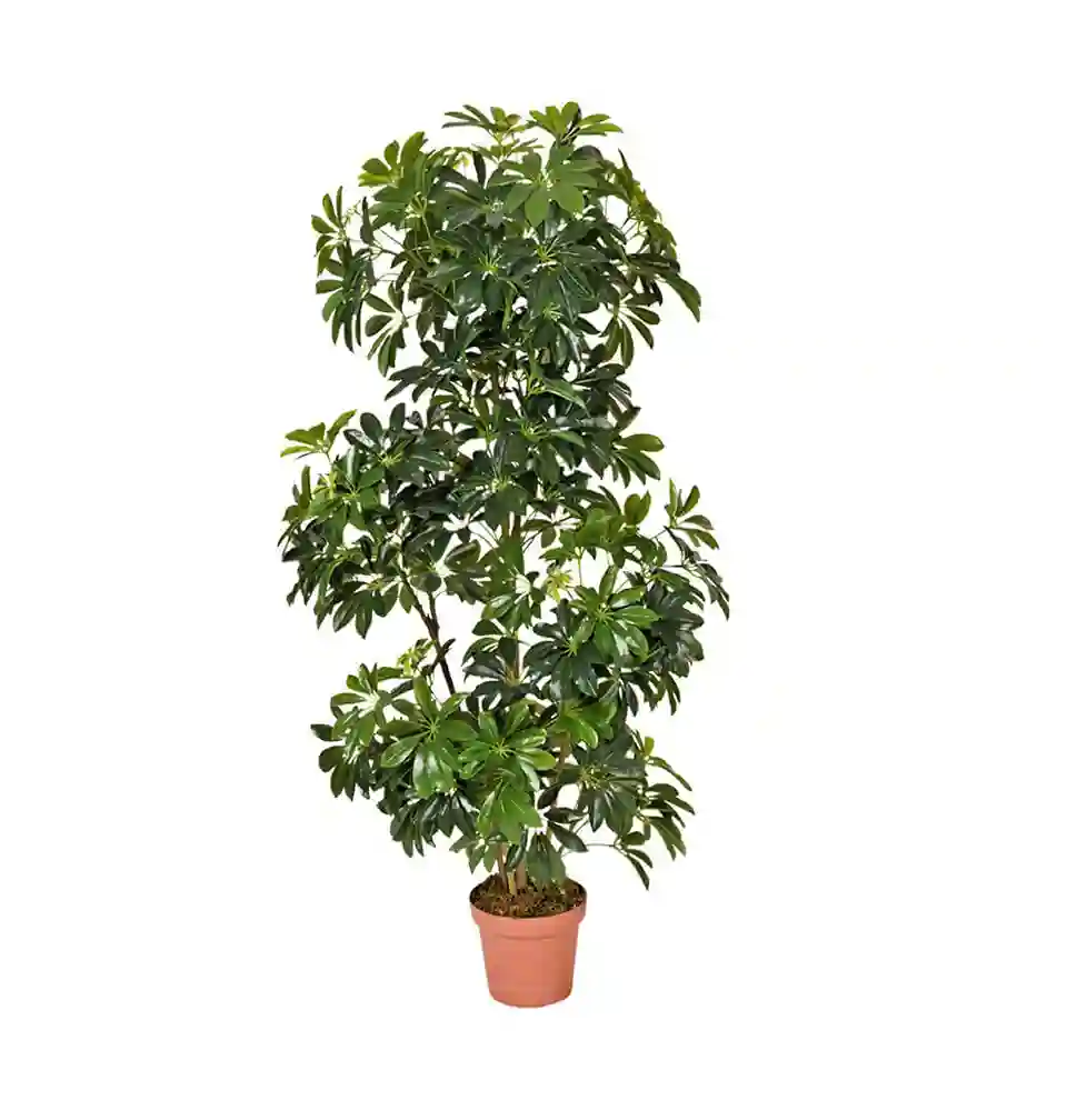 Planta Artificial Cheflera 145 cm 1 Planta artificial Cheflera 145 cm