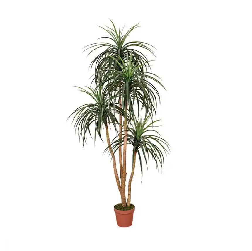 Planta Artificial Nolina 185 cm 2 Planta artificial Nolina 165 cm