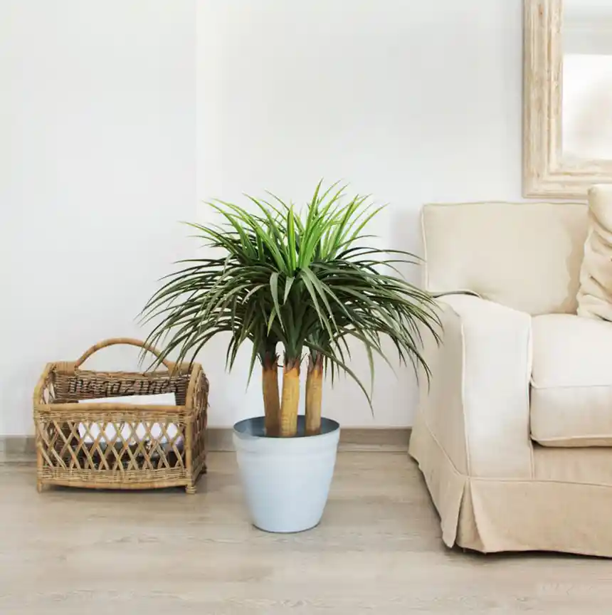Planta Artificial Nolina Mini 75 cm 2 Planta artificial Nolina Mini 75 cm Nortene