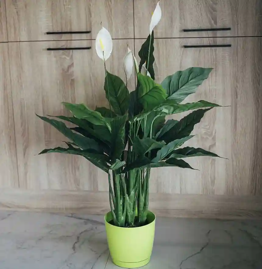 Planta artifical Vela del viento 105 cm 2 Planta artificial Vela del viento 105 cm Nortene