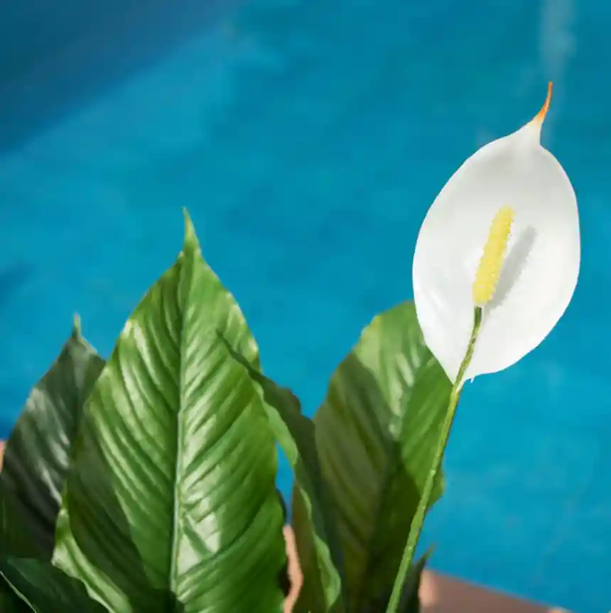 Planta artifical Vela del viento 105 cm 3 Planta artificial Vela del viento 105 cm catral garden
