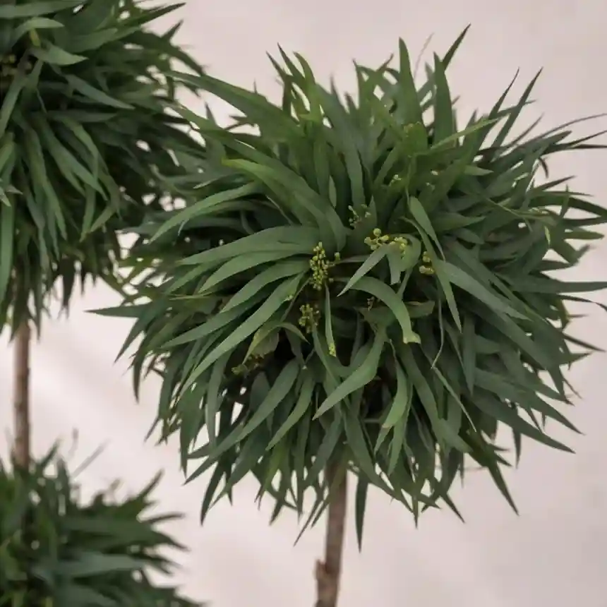 Planta preservada Eucalyptus verde Nortene 3 Planta preservada Eucalyptus verde Nortene 002