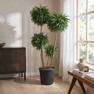 Planta preservada Eucalyptus verde Nortene 004