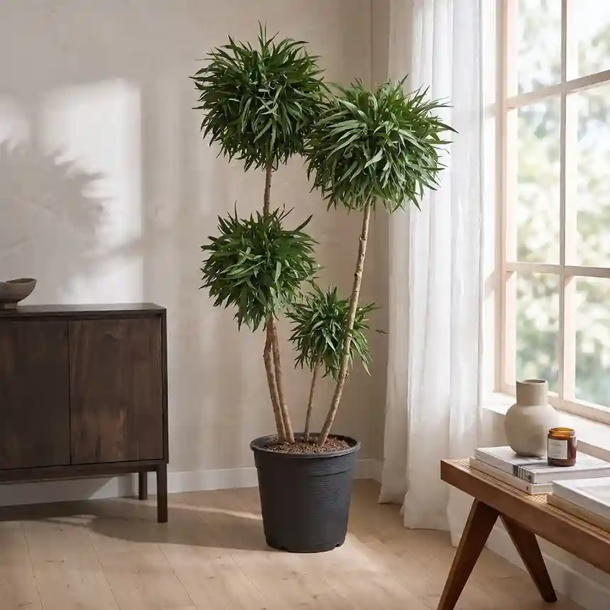 Planta preservada Eucalyptus verde Nortene 1 Planta preservada Eucalyptus verde Nortene 004