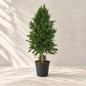 Planta preservada Maleuca 150 cm Nortene