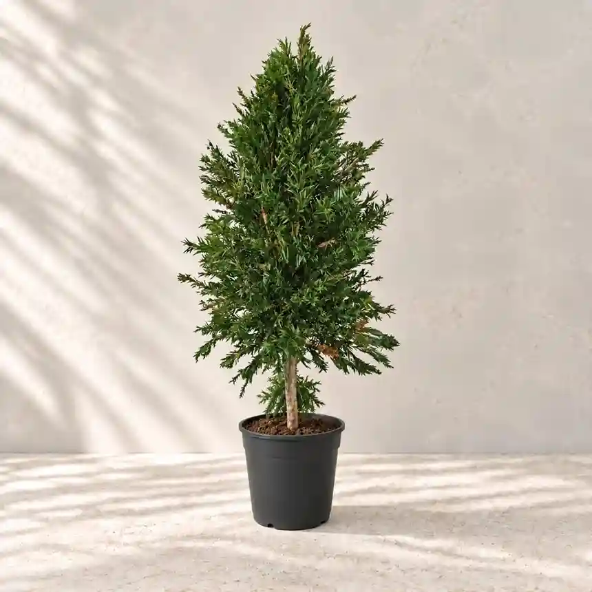Planta preservada Maleuca 150 cm Nortene 1 Planta preservada Maleuca 150 cm Nortene