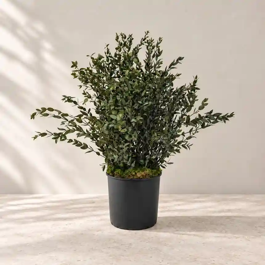 Planta preservada Parviflora 70 cm nortene 3 Planta preservada Parviflora 70 cm Nortene 001