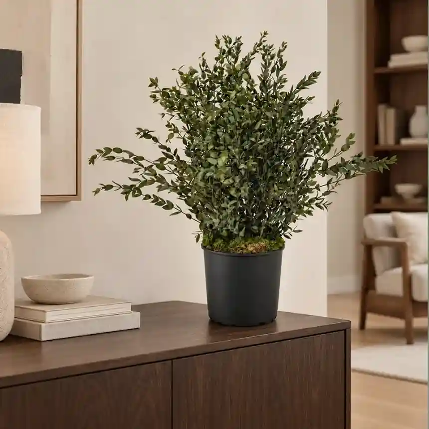 Planta preservada Parviflora 70 cm nortene 1 Planta preservada Parviflora 70 cm Nortene 002