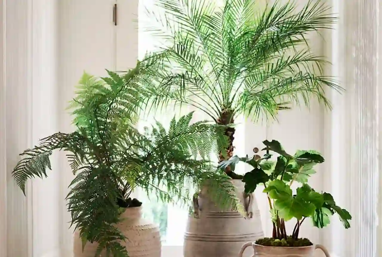 Plantas falsas