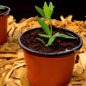 Plastpot Maceta PVC