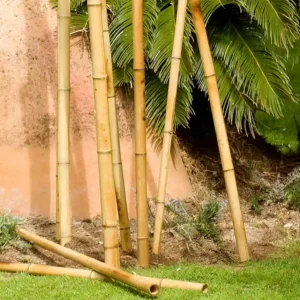 Tutor Bamboo Deco Nortene