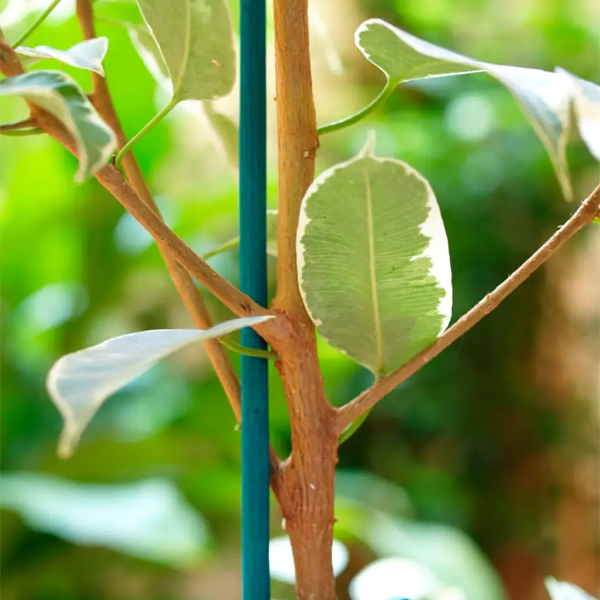 Tutor Splits Bamboo 1 Tutor Splits Bamboo