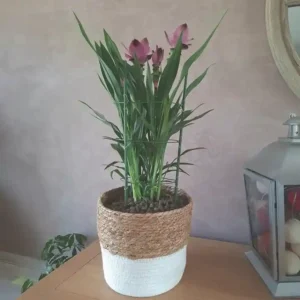 Tutores Flora Sphere