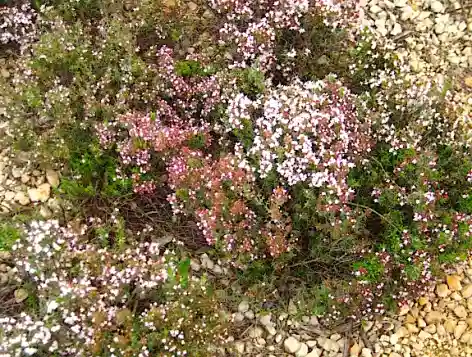 cultivo de tomillo silvestre en flor
